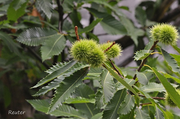 Edelkastanie (Castanea sativa)